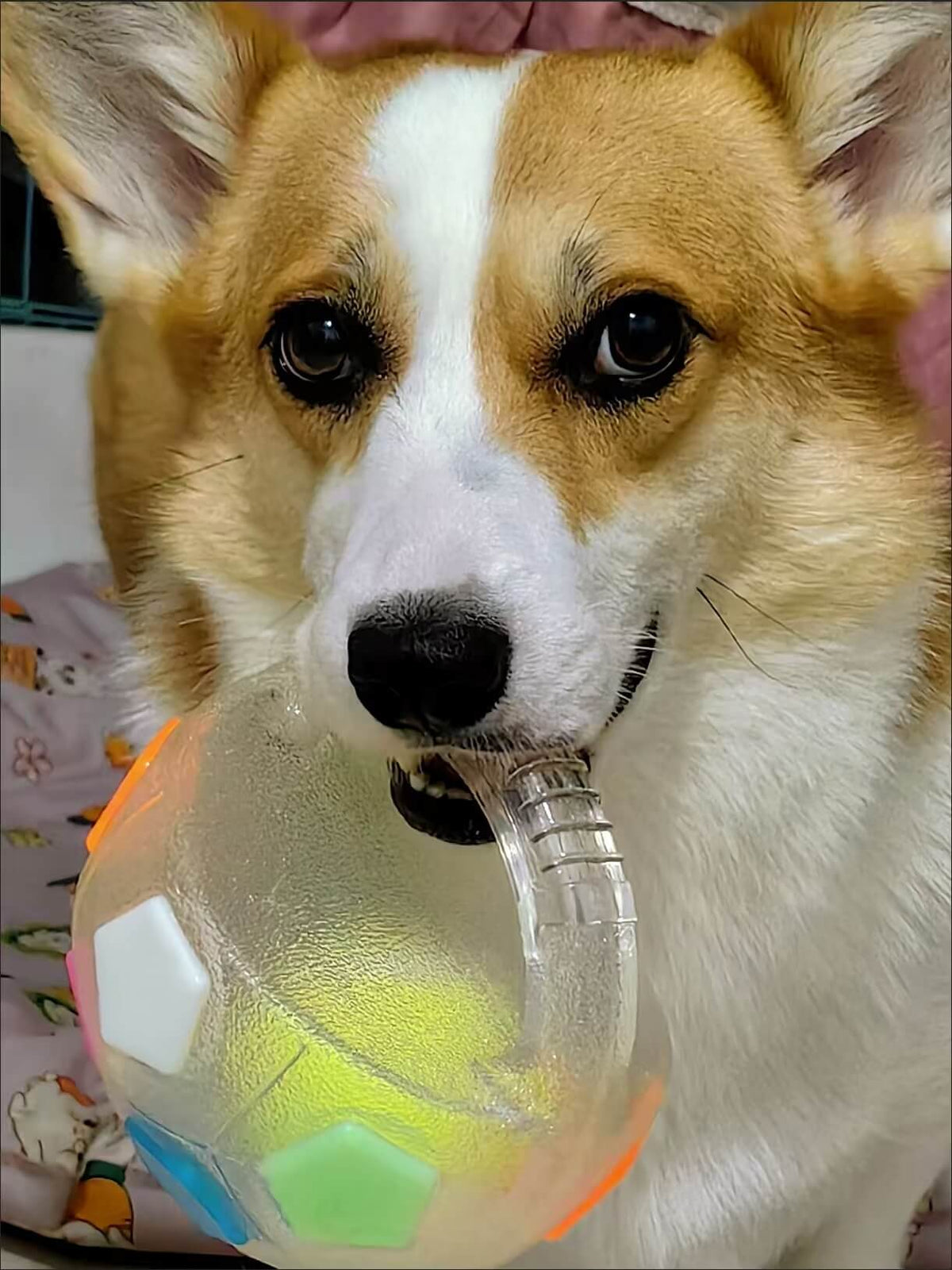 COLORIVERยฎ TPR Dog Soccer Ball โ๐๐